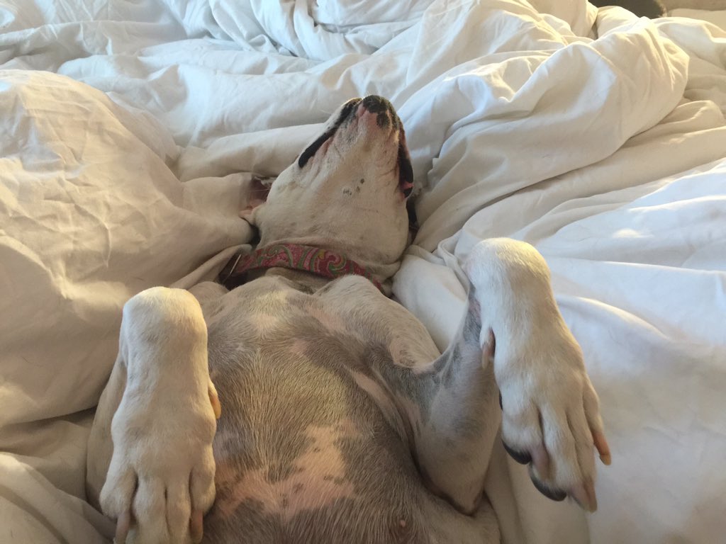 pilot_the_dog's tweet photo. My sister Katy relaxing...#dogsoftwitter #dogs #puppylove #pups #rescuedog #rescued #Saturday #Relaxing #chilltime https://t.co/GNvtXt1IhO
