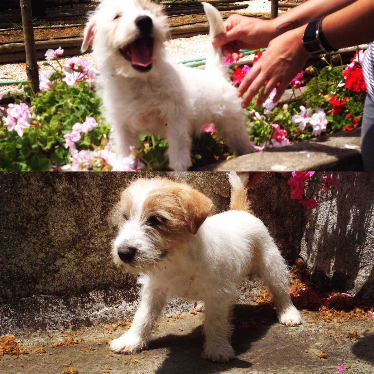 Pedro Marques (@pedrovdcapucha) on Twitter photo 