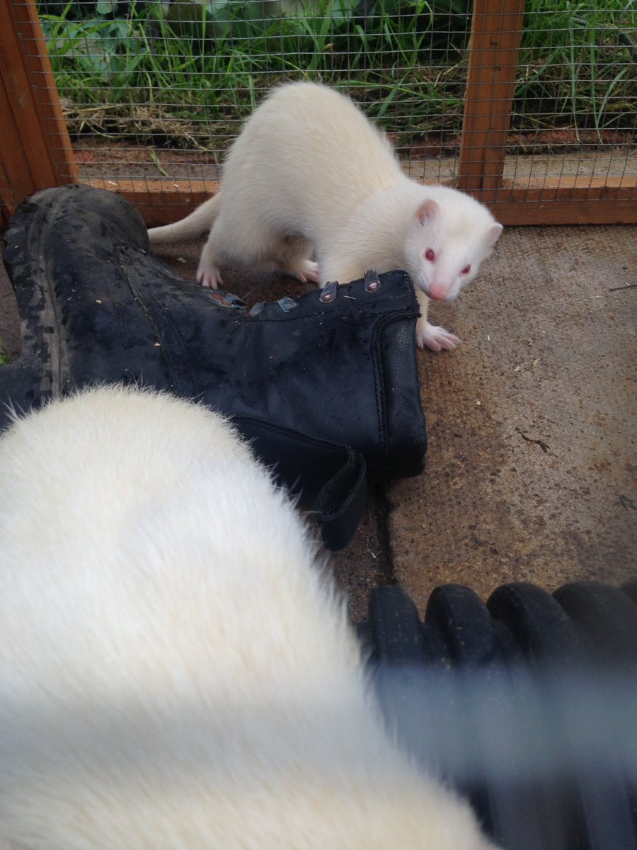 dookandstash's tweet photo. Stewie likes army boots #LokisArmy https://t.co/E58FAWngV7