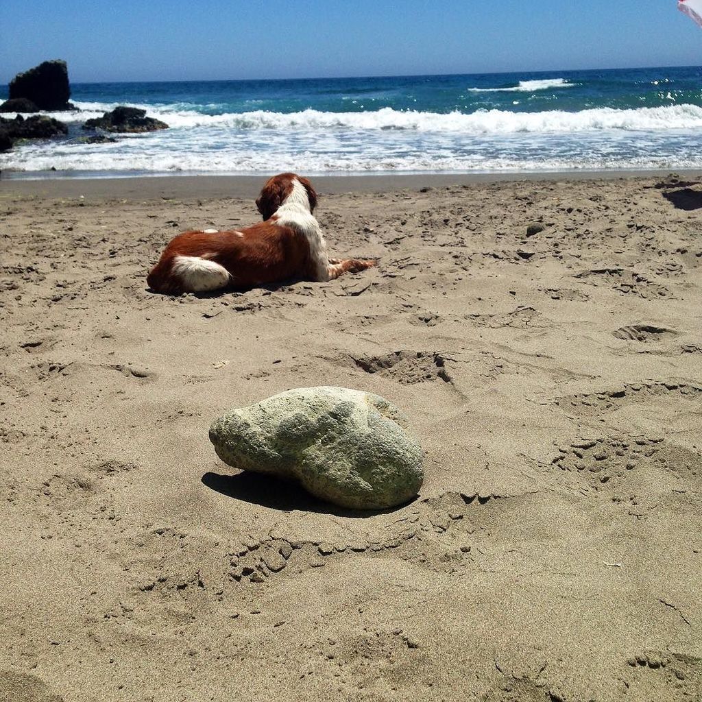 Moncho_tweet's tweet photo. Algún #lugar en medio de #ningunaparte (17) #Perro mirando el #mar #sol #playa #arena #olas #roca #verano #descanso https://t.co/SKevIaQ6Ou