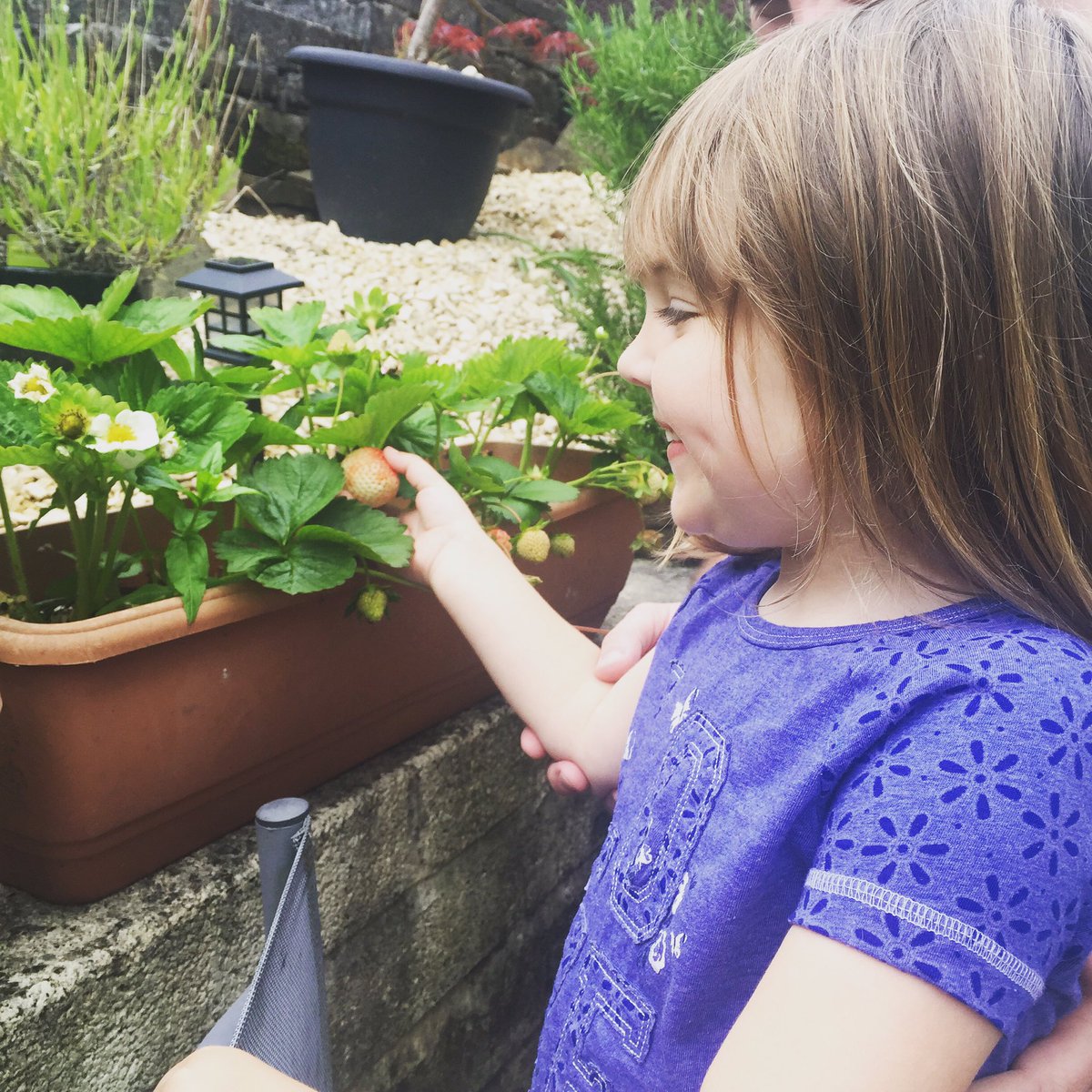 EviesKitchen's tweet photo. Look how massive my strawberries are! Me and daddy planted these. Can't wait til they go all red. https://t.co/Ka340mKePI