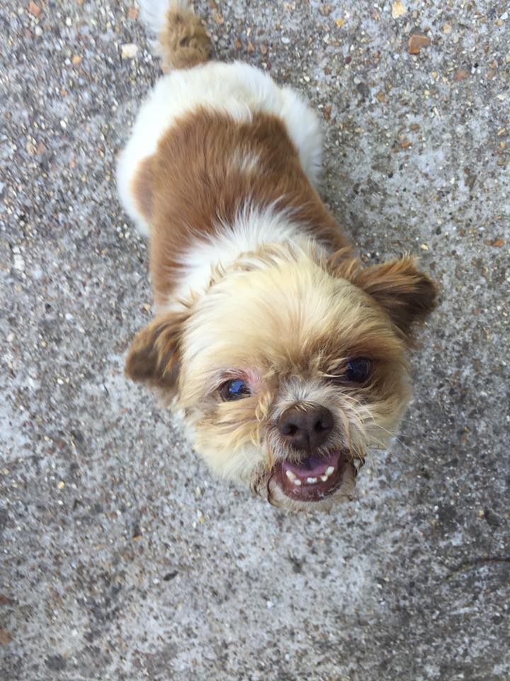 Poplar Bluff Daily on Twitter "Poplar Bluff,MO Dog Found! https//t.co