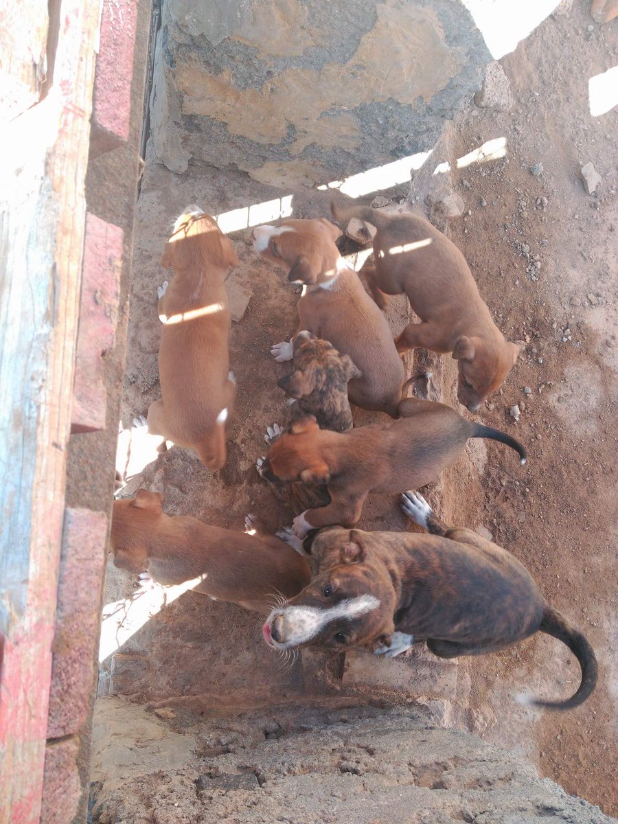 Policias_APDA's tweet photo. Una #denuncia en Unidad de Protección Animal #PoliciaLocal #Arrecife alerta sobre la situación de estos cachorros https://t.co/pCrzN6B62Z