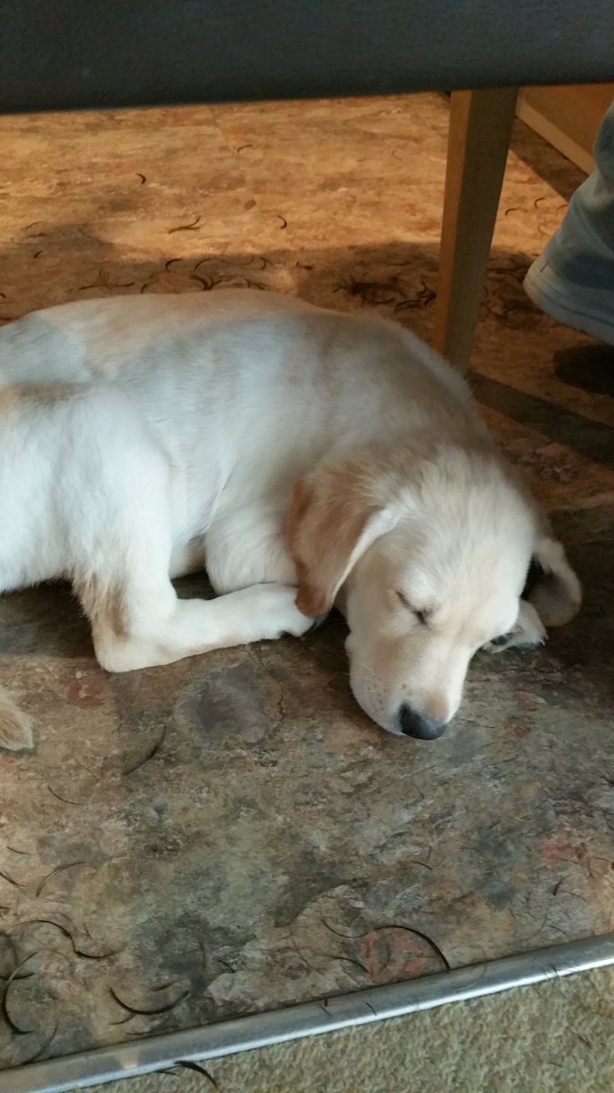 WolfHackles's tweet photo. @Abelia11 Looooook!!!!!!! 😁🐶 https://t.co/bYm9uzuZV9