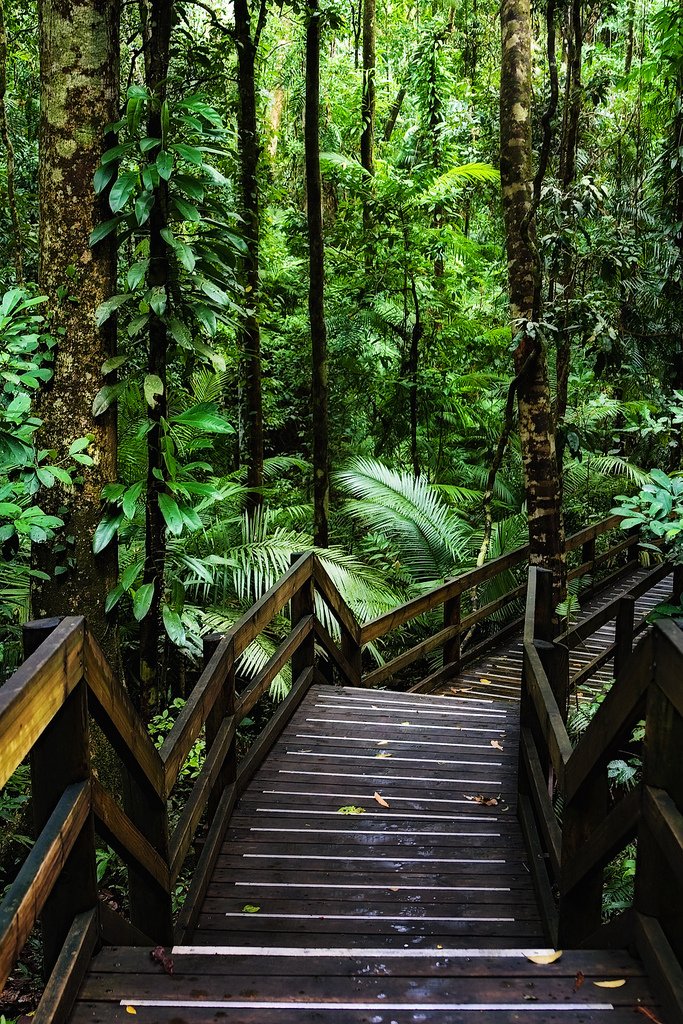 L515GP's tweet photo. #bienvenidos a la jungla...😃💚
#naturaleza #nature https://t.co/ufJiho4u6U