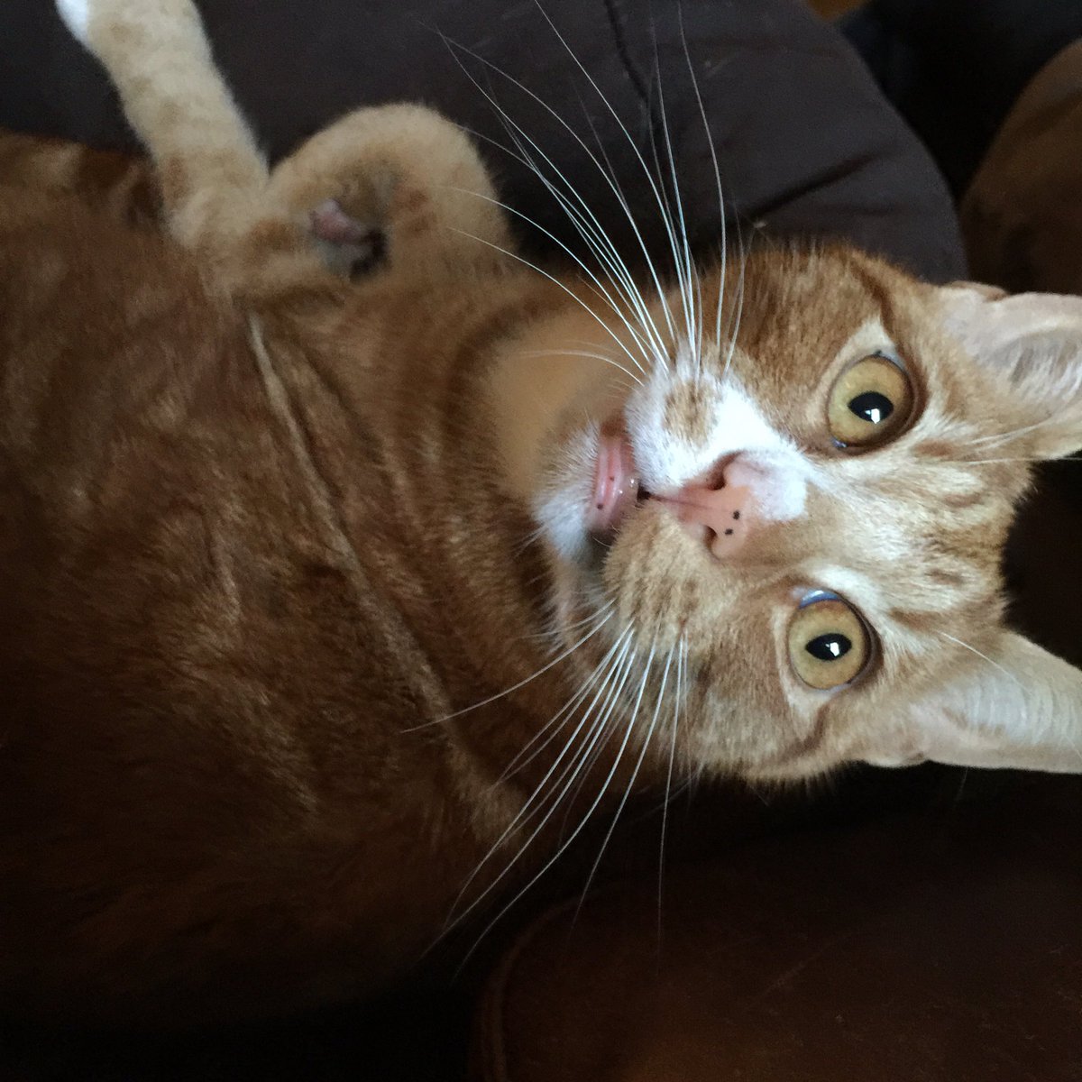 legogingertom's tweet photo. What do mean there's no more treats? It's #caturday we must have treats! #CatsOfTwitter https://t.co/tXygXjLuso
