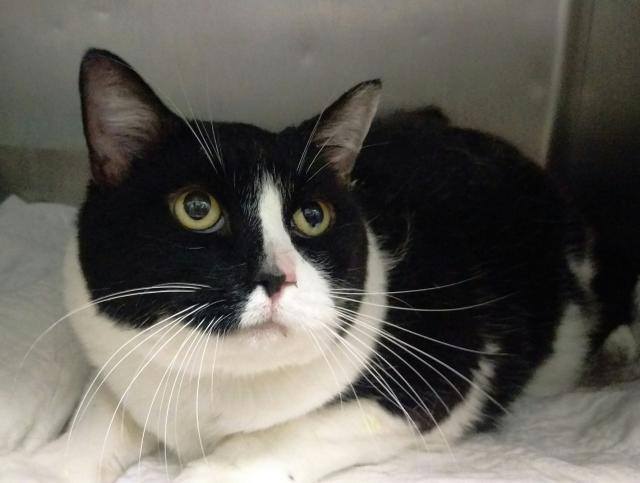 Catherine_Riche's tweet photo. PRINCESSA – A1076540 - might BE KILLED TODAY! Please RT-pledge-foster-adopt! #NYC #CATS

https://t.co/vxT1LeZ691 https://t.co/tp56zau2XQ
