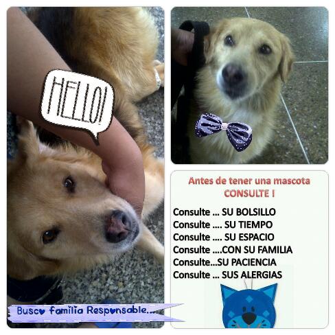 victormanuelje1's tweet photo. Hermoso peludito busca hogar, es macho, tamaño mediano, cariñoso, esta castrado.
+Info 04141277094 / 04142935953 Ccs https://t.co/sTtgihMxqt