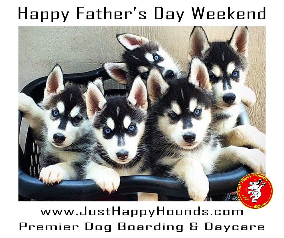 JustHappyHounds's tweet photo. Happy Father's Day Weekend from Just Happy Hounds!
#HappyFathersDay
@JustHappyHounds https://t.co/nkhVXFLziL