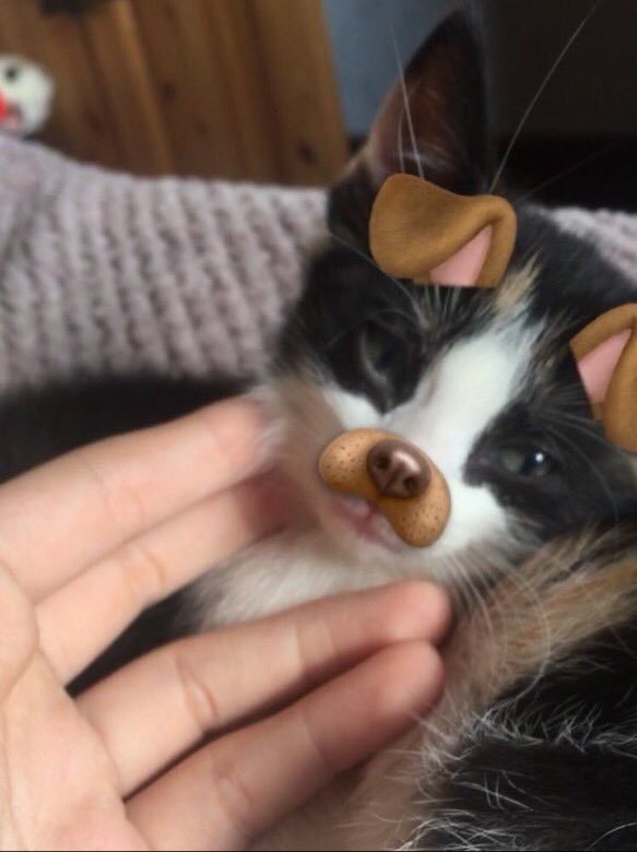 thefemaleboook's tweet image. dog filter on a kitten 😍