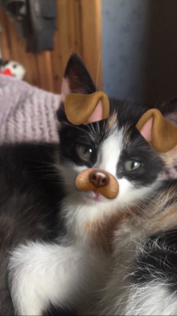 thefemaleboook's tweet image. dog filter on a kitten 😍