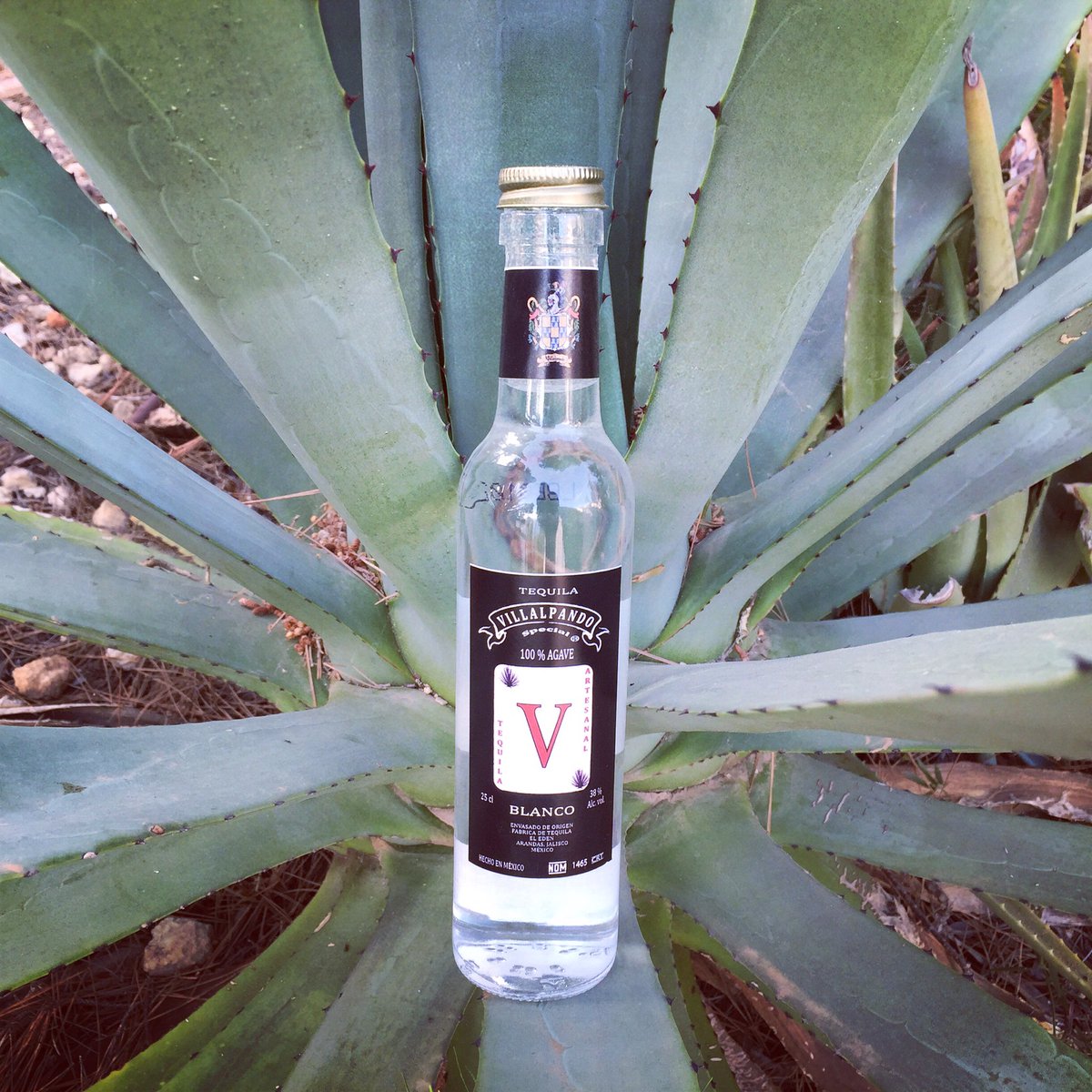 Tequila Villalpando (@v1llalpando) on Twitter photo 