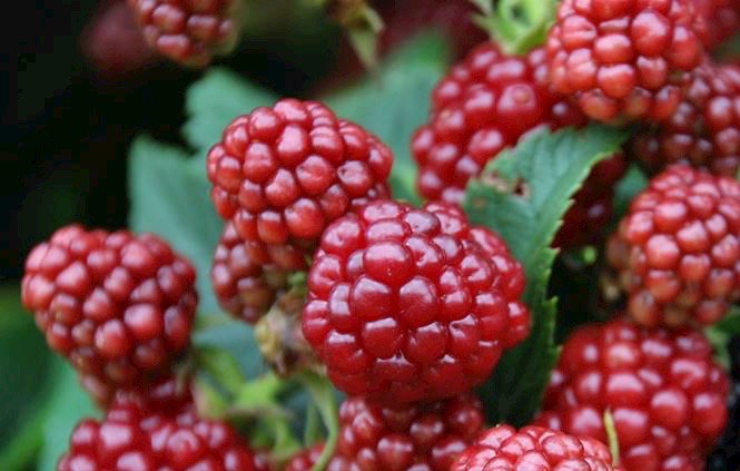 Family fun #RaspberryPicking #StrawberryPicking #StrawberryFest this weekend #JerseyFresh #PickYourOwn #PhotoContest