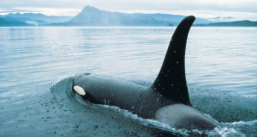 HelloBC's tweet photo. Is wildlife viewing on your summer list? See our BC trip ideas here: https://t.co/aTZj4RXFFC #exploreBC https://t.co/UtQg06xRBx