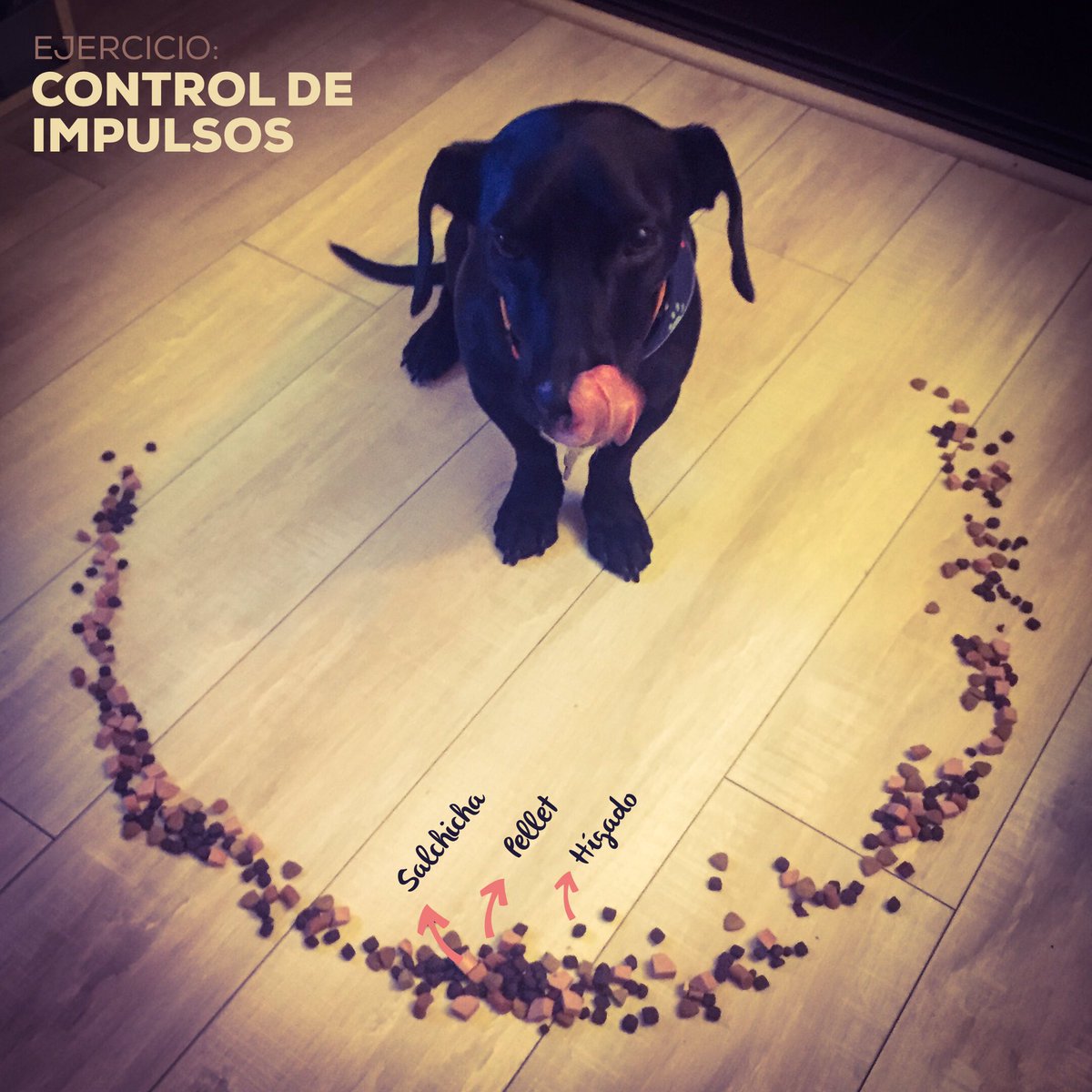 APERRADOSCHL's tweet photo. Controlar los impulsos es una de las cosas más importantes que puedes enseñar a tu can.

👉🏼https://t.co/jRpsIsY8lJ https://t.co/enXqyHrlsx