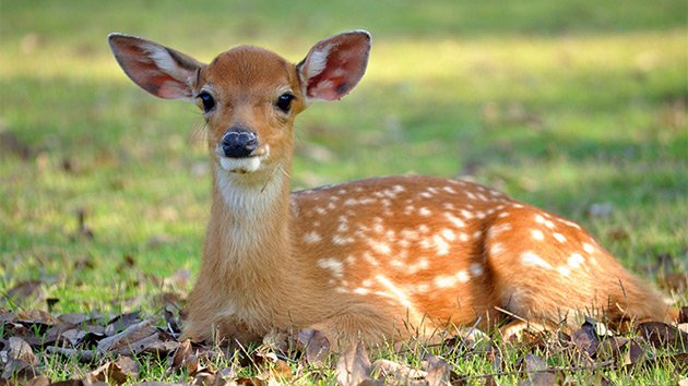 Canadian Tourist Delivers Fawn by Emergency C-Section After Mother Is Hit by a Truck -  abc1230news.1230thefan.com/2016/06/18/can…