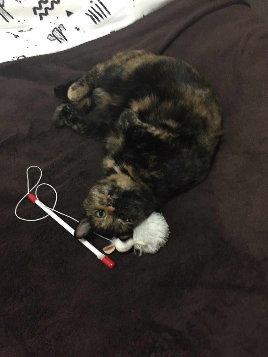 aangiebug's tweet image. Trying to edit with this little rascal behind me 😂