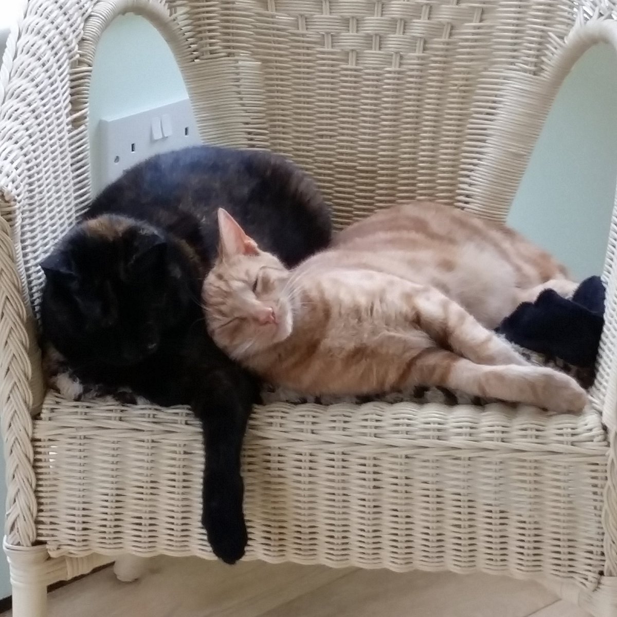 SispurrCake's tweet photo. I even have to share my chair wiv da ginger pain in the fur. #tortitude https://t.co/KhkcZI5g34