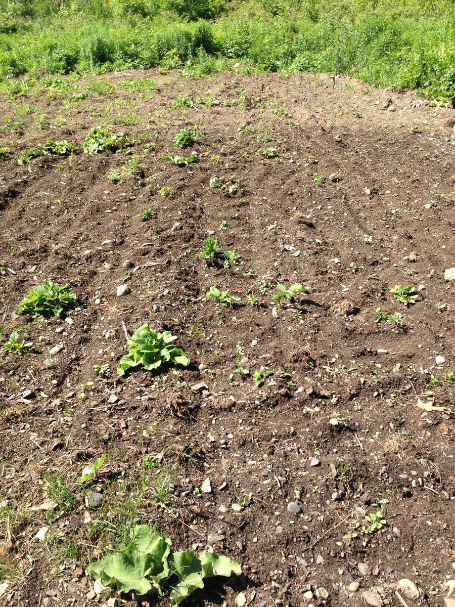 Sprouting! And we definitely need to weed.