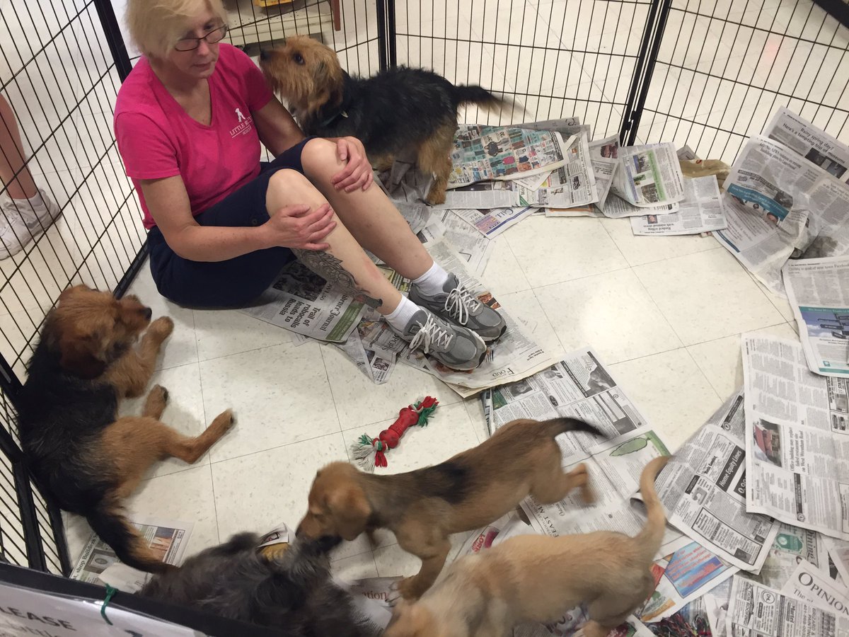 Stace_Face28's tweet photo. Come check out our adoptable dogs at Warwick #petsmart! 10-3. All shapes and sizes! https://t.co/Jltrawcb4v