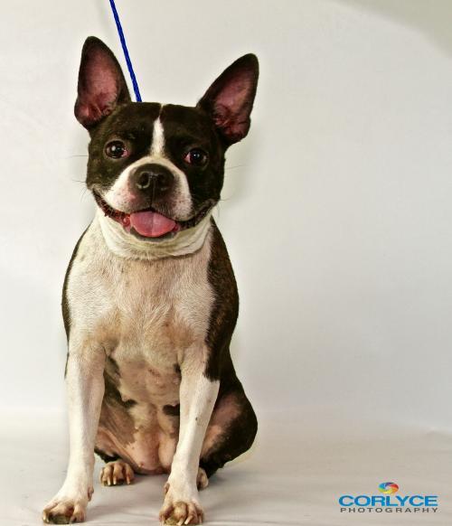 iBostonTerrier's tweet photo. Lilly the Boston Terrier needs a loving home, please spread the word and help her find one. https://t.co/iIdv7RgR1l https://t.co/OCkTsQ9Ym6