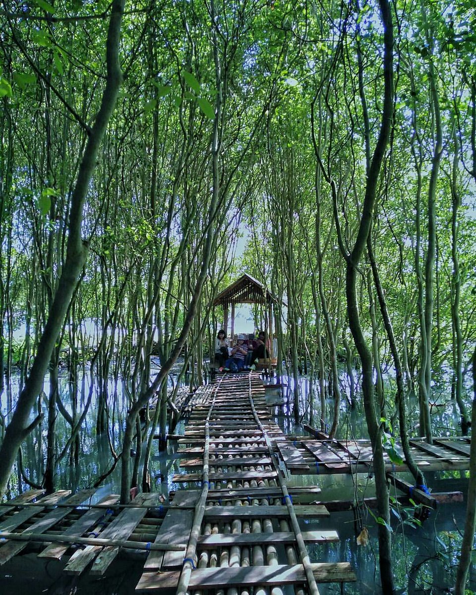 Jogja24Jam's tweet photo. Keindahan Hutan Mangrove, Kulon Progo, Yogyakarta. 
📷 : @hefitni https://t.co/fD1m8n0PTP