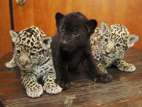 Aww How Cute Is Brazil S National Animal