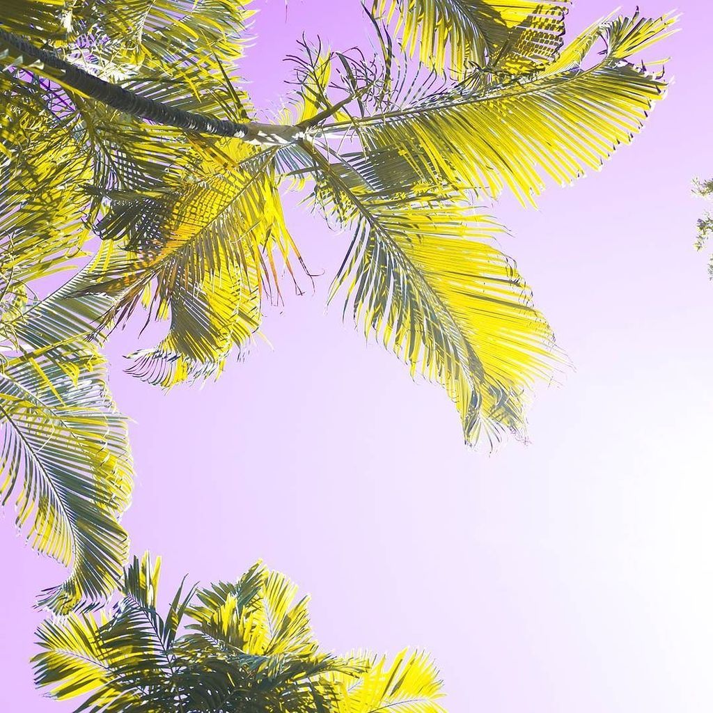 BikiniEmpire's tweet photo. Juicy tropical colours to say good morning!
#bikiniempire #tropical #cabarete #dominicanr… https://t.co/pN9slwYQa4 https://t.co/ADFunVEF5Q
