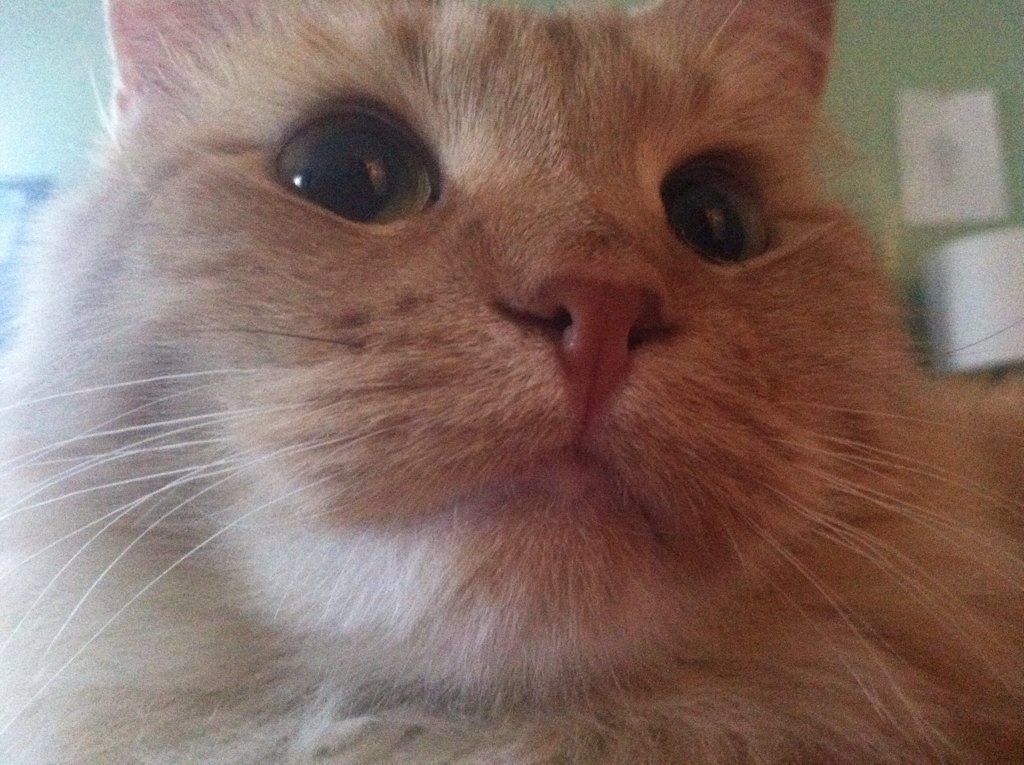 pumpkincat967's tweet photo. When u get too close to the #camera https://t.co/WJyJW72sVk