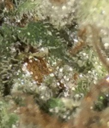 lashish's tweet photo. What's really going on. I'd love to see a magnitude of 50x that #letspuff #420somewhere @420 @NotoriousB_l_G @L https://t.co/PMFnA5ht8n
