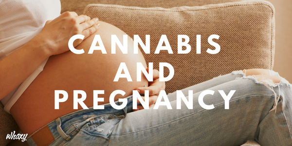 ThinkTankExile's tweet photo. What Is the Effect of #Cannabis on #Pregnancy? A New Study Is Looking For Answers https://t.co/9cBGvyaKzS https://t.co/QpWiHbKfWx