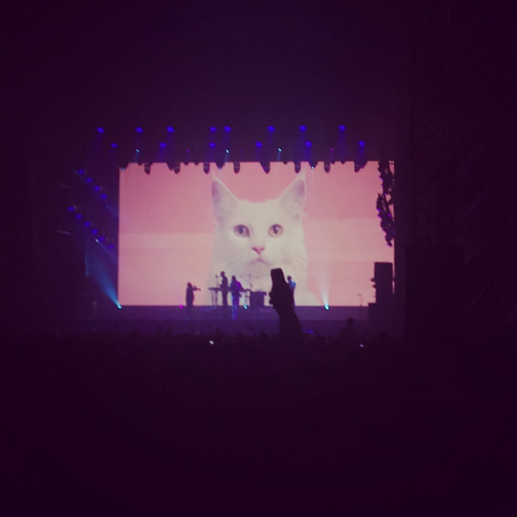 🐱 #manon <a href="/dejeugd/">JeugdVanTegenwoordig</a> <a href="/waefestival/">We Are Electric</a> #mtvpresents #mtvfestivalseason