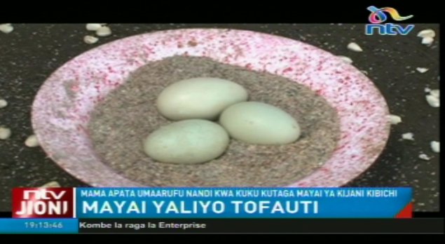 ntvkenya's tweet photo. Mama apata umaarufu Nandi kwa kuku kutaga mayai ya kijani kibichi #NTVJioni @janengoiri https://t.co/8rN73zjgPj