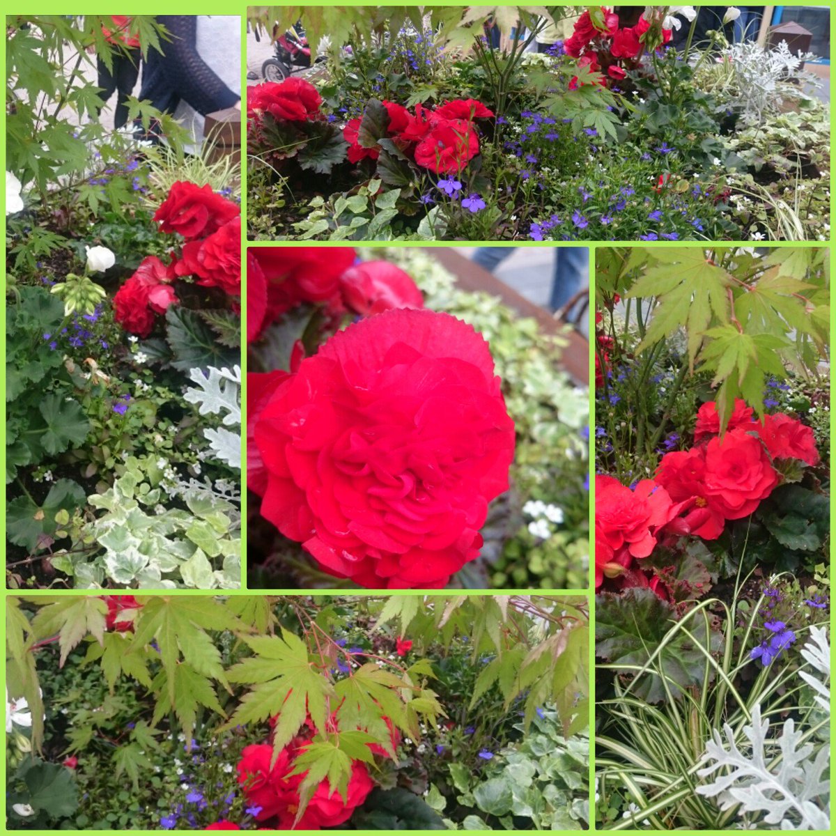 AltyinBloom's tweet photo. Our friends at @MnSAltrincham have done us proud supporting #BestOfBritish theme with their planter &amp; wine tasting. https://t.co/wUhOp5mGGp