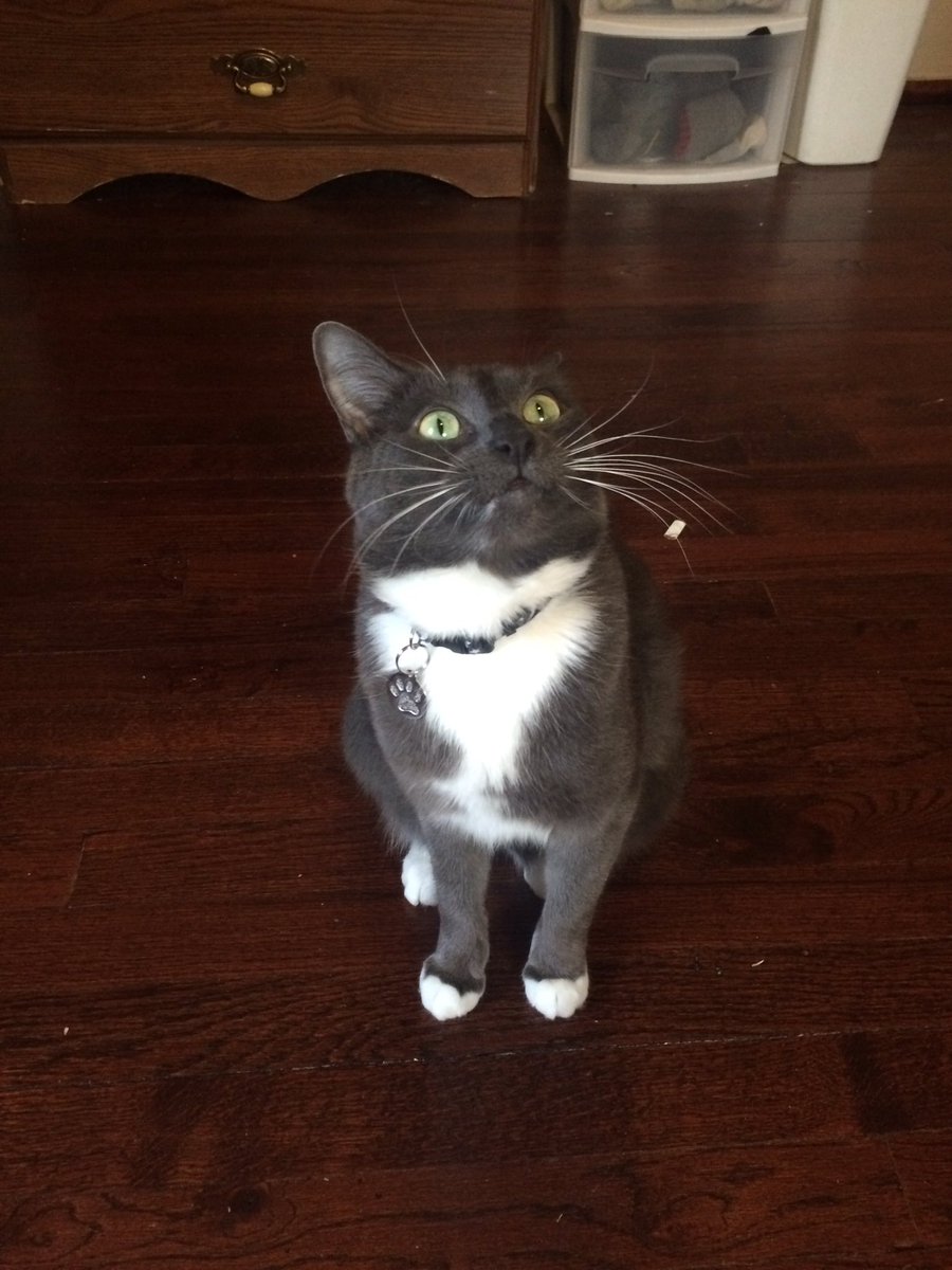 xDrMittens's tweet photo. Derp #DERP #drmittens #cats #CatsOfTwitter #caturday https://t.co/kz6fQfI0Kk