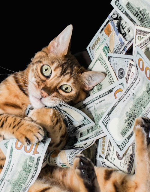 purrivilege's tweet image. My only friend is the benjamins