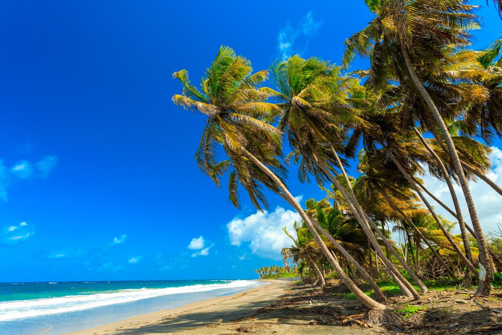 TrueBlueGrenada's tweet photo. The constant blowing of the Atlantic Winds cause the #coconutrees to lean into the wind. Nature is amazing 😊 https://t.co/xd0ai3su3q