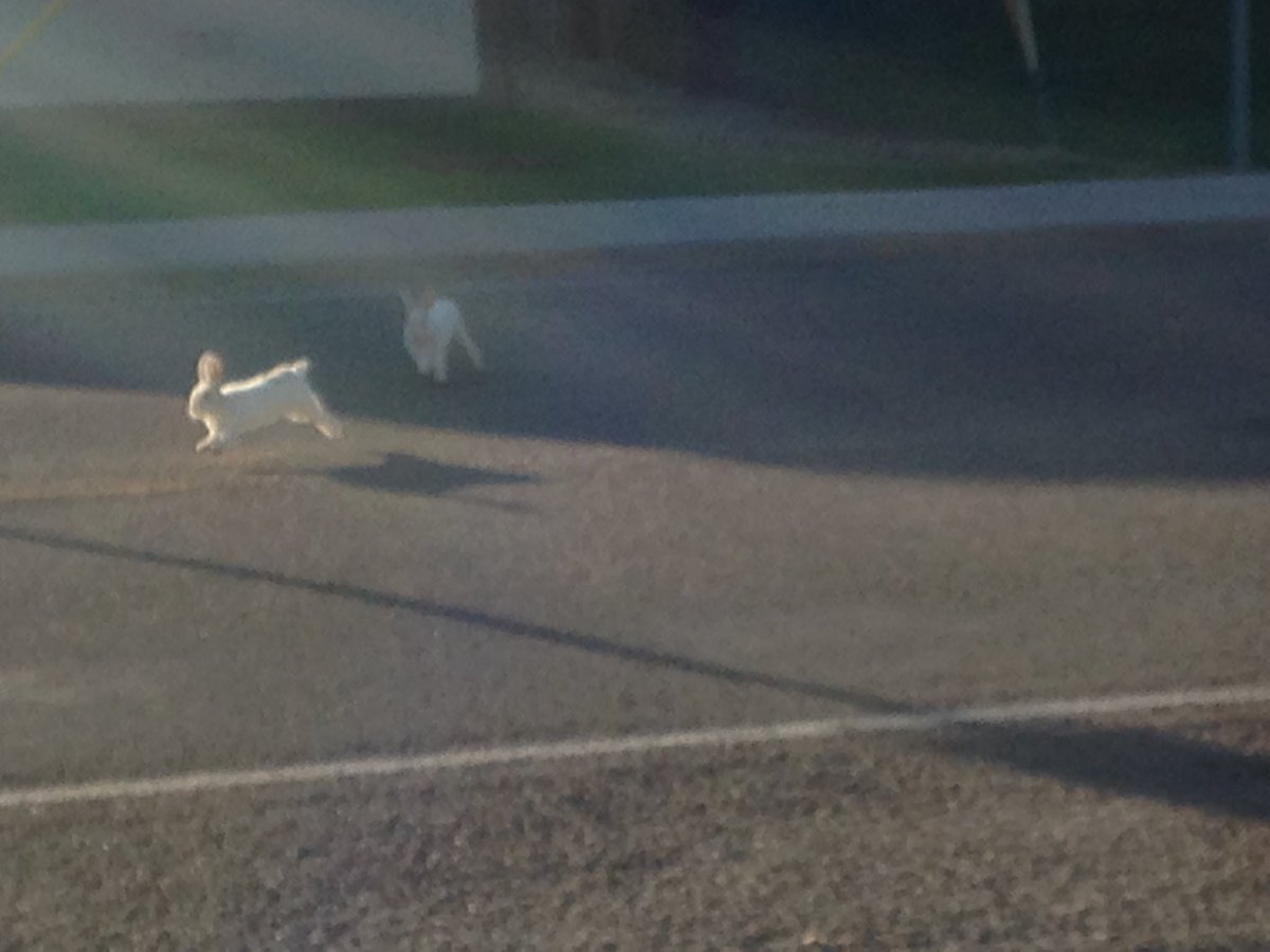 BSUPimp's tweet photo. Special #BunnyCrossing warning sign up by #ACHD in 37th. To keep from angering the #RabbitGod https://t.co/5N8aoTvJkU