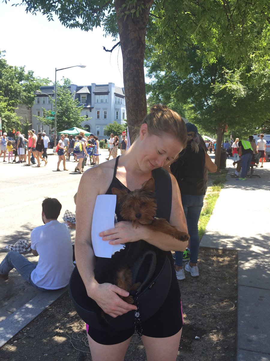 FindLexington's tweet photo. #NOTLex Oliver 6 month Yorkie  #CoHiDay2016. Pup still has black growing out on his head &amp; weighs 2x more than Lex. https://t.co/O7HPdFB6rj