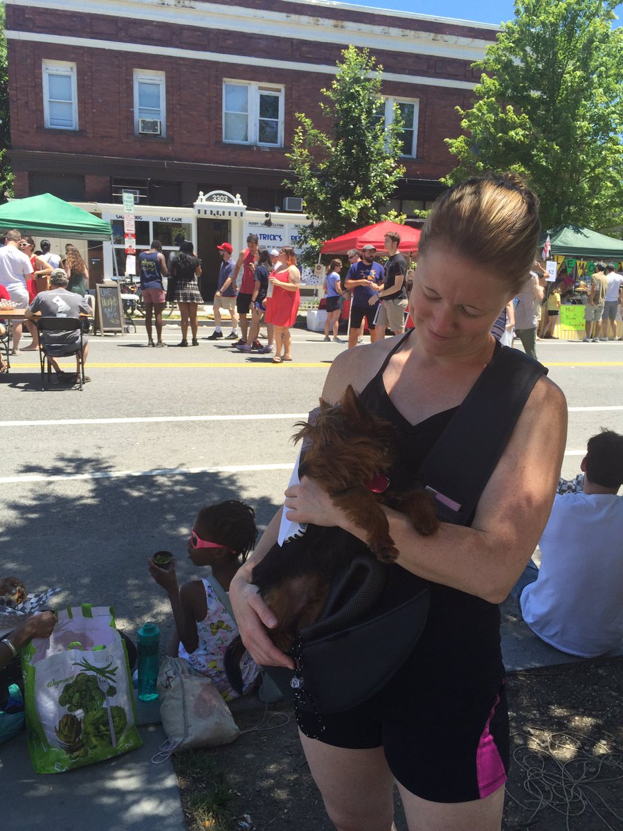 FindLexington's tweet photo. #NOTLex Oliver 6 month Yorkie  #CoHiDay2016. Pup still has black growing out on his head &amp; weighs 2x more than Lex. https://t.co/O7HPdFB6rj