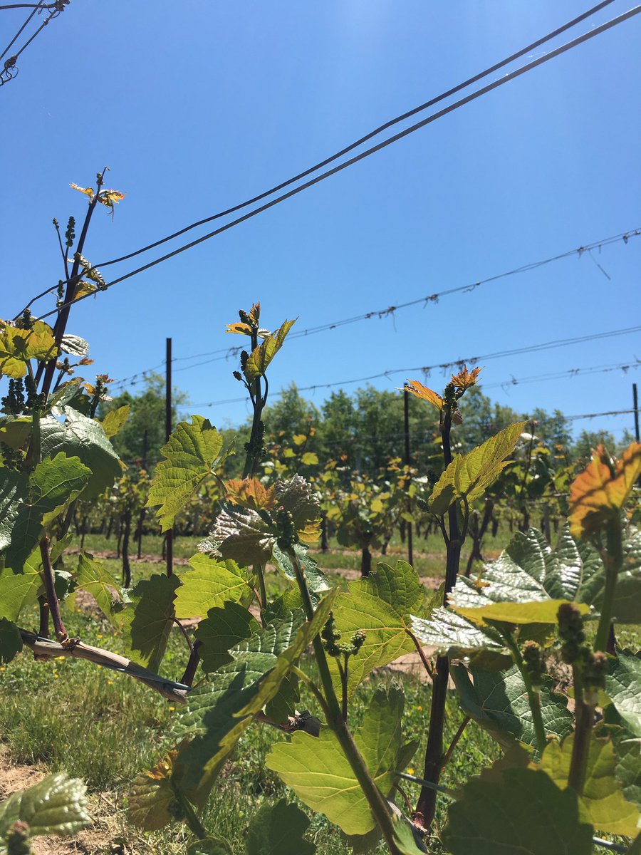 NSWineTours's tweet photo. Blue skies and sunshine out in the vineyard at @SainteWines #nswine #wine https://t.co/uE5NDQFttd