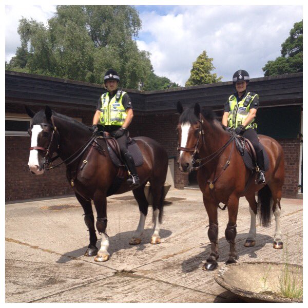 ASPoliceHorses's tweet image. That's our two new Officers having a taste of Mounted  Policing yesterday. #notlongtogonow @GlosHorsePol