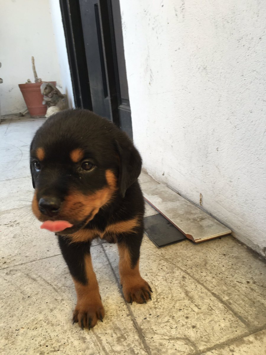 gael_044's tweet photo. El nuevo integrante de la familia, con ustedes: CHOP!!!! https://t.co/5BiOw5wXa9