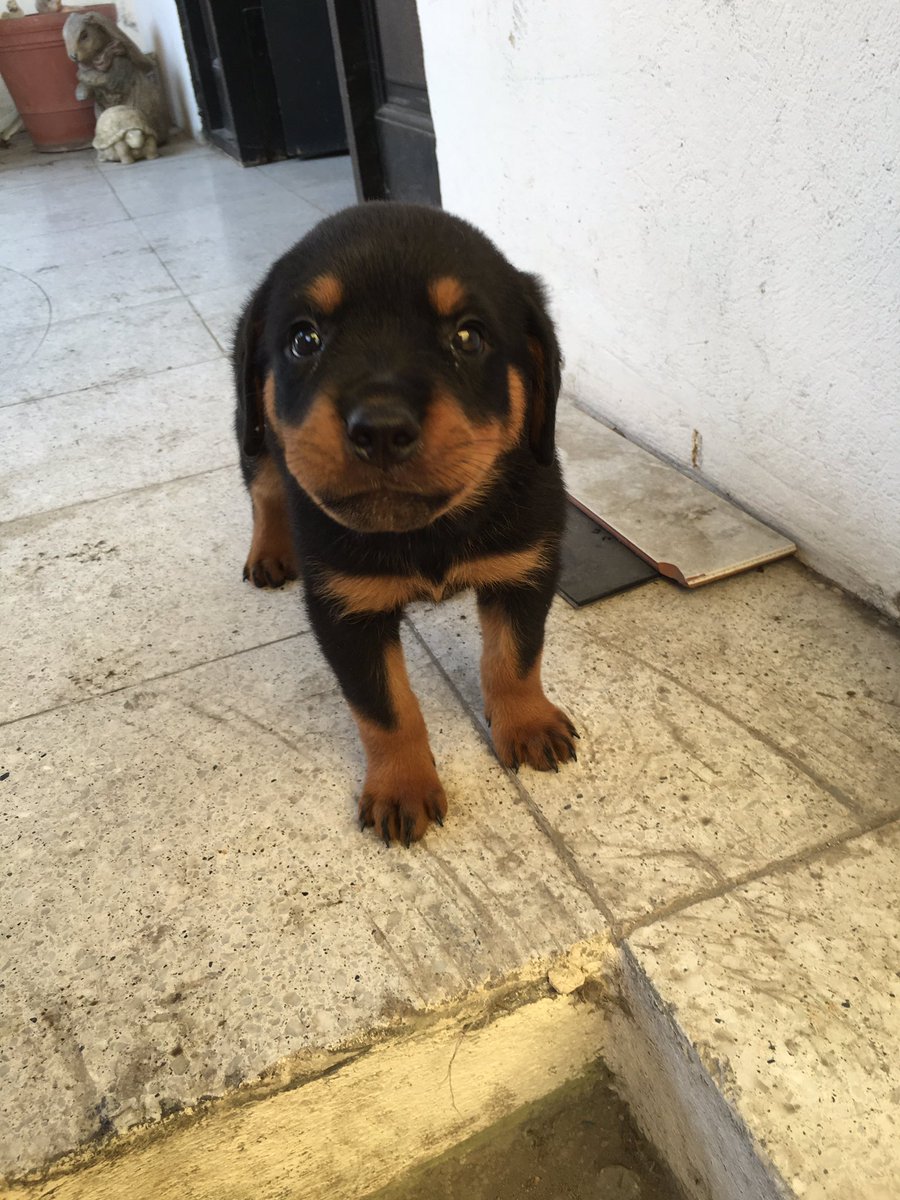 gael_044's tweet photo. El nuevo integrante de la familia, con ustedes: CHOP!!!! https://t.co/5BiOw5wXa9