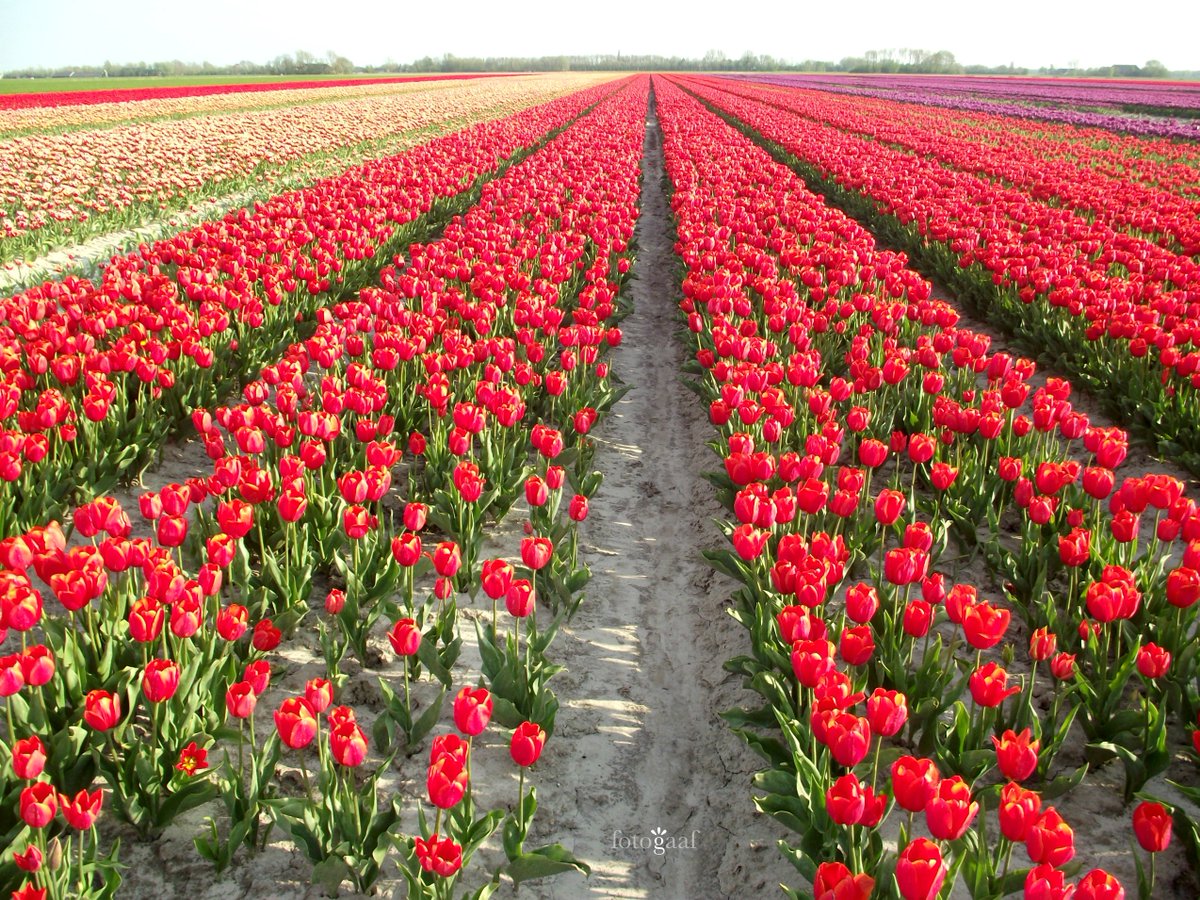 #Tulips everywhere you look...
<a href="/rtvnoord/">RTV Noord</a> #daspasgrunnen @tulptweet <a href="/ThePhotoHour/">#ThePhotoHour</a> @EGNBG <a href="/jasperfm/">Jasper vd Berg</a> @sandermdm