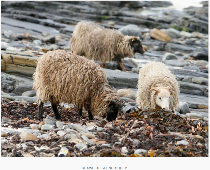 もふもふ 昔 イラスト付きのひつじ 本で読んでから気になっていた 海辺の岩場に住んで昆布や海藻を食べるノース ローノルドセイという羊 写真をようやく見つけた 可愛い このサイトいいな T Co Hjhlii9sk7 T Co 03wthvvqyn