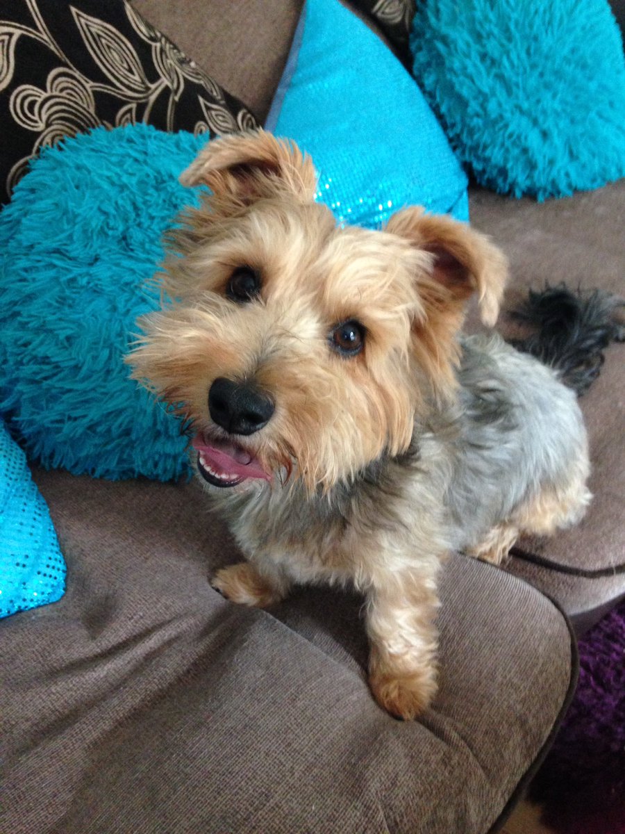 DolphinityPink's tweet photo. Check out Ozzy Sanger on his YouTube channel & Instagram #petsnotpolitics #ozzysanger #yorkshireterrier #yorkie #dog https://t.co/FHtku5H1td