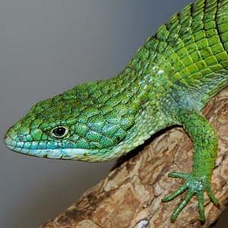 MythicReptiles's tweet photo. Can you name this species? Tag someone who wants one!
#reptiles #reptilesofinstagram #nature https://t.co/ujOTnYOSj4