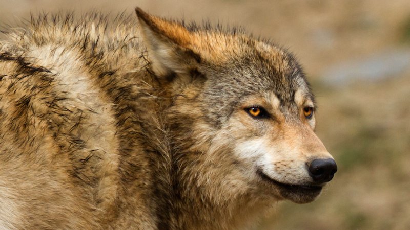 Jezebel's tweet photo. A woman was stalked for 12 hours by a wolf until a bear attacked it https://t.co/YuwKOatIu4 https://t.co/uEharLWdQp