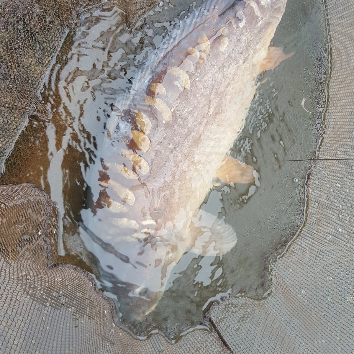 NsPopupking's tweet photo. Best of seven from my quick over nighter this week 
#nashtackle #tgsnowman #starflitestainless #advancedcarpmag https://t.co/Gf58fjjZsG
